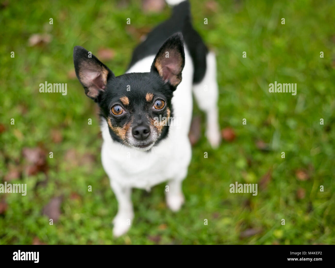 Un piccolo Chihuahua mix cane cercando Foto Stock