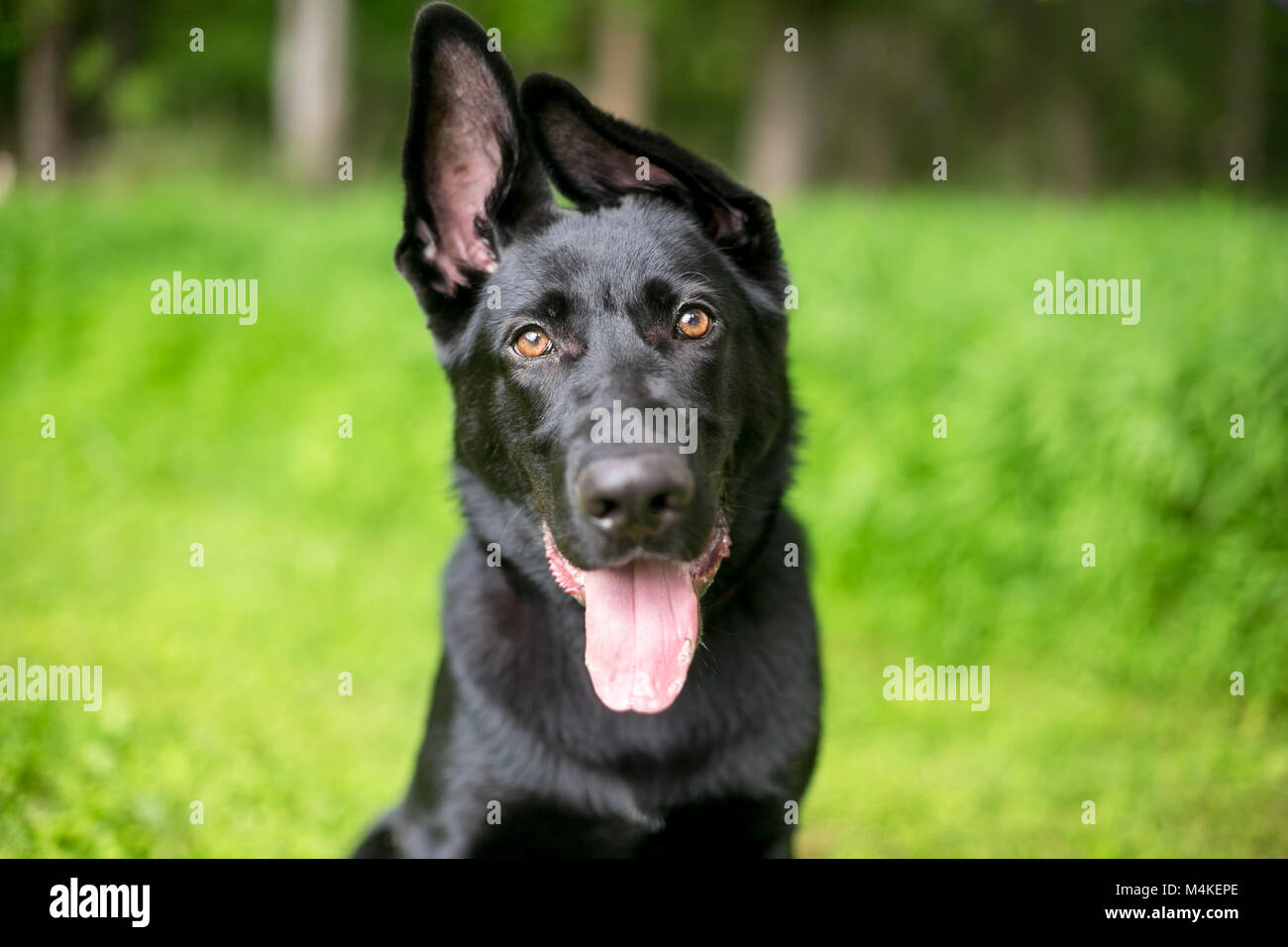 Ritratto di un nero pastore tedesco cucciolo con orecchie floppy Foto Stock