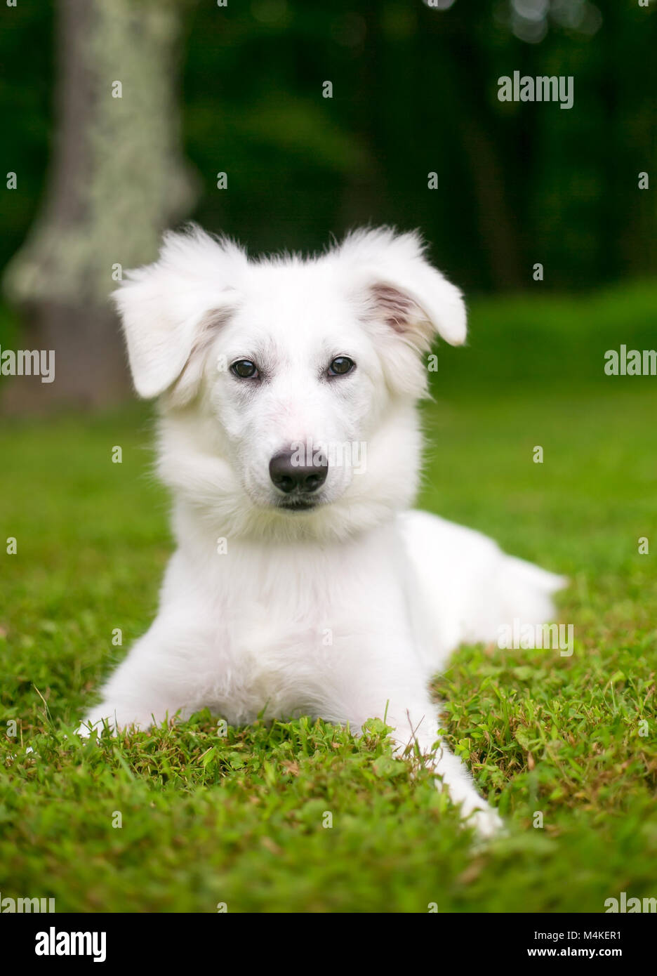 Ritratto di un soffice bianco di razza mista cane all'aperto Foto Stock