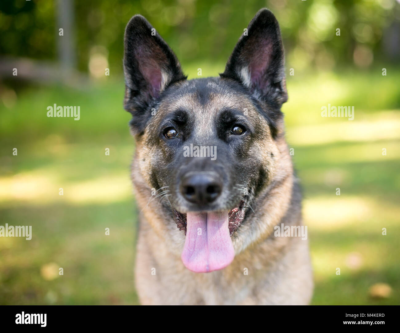 Un nero pastore tedesco di razza cane dando un alto cinque Foto stock