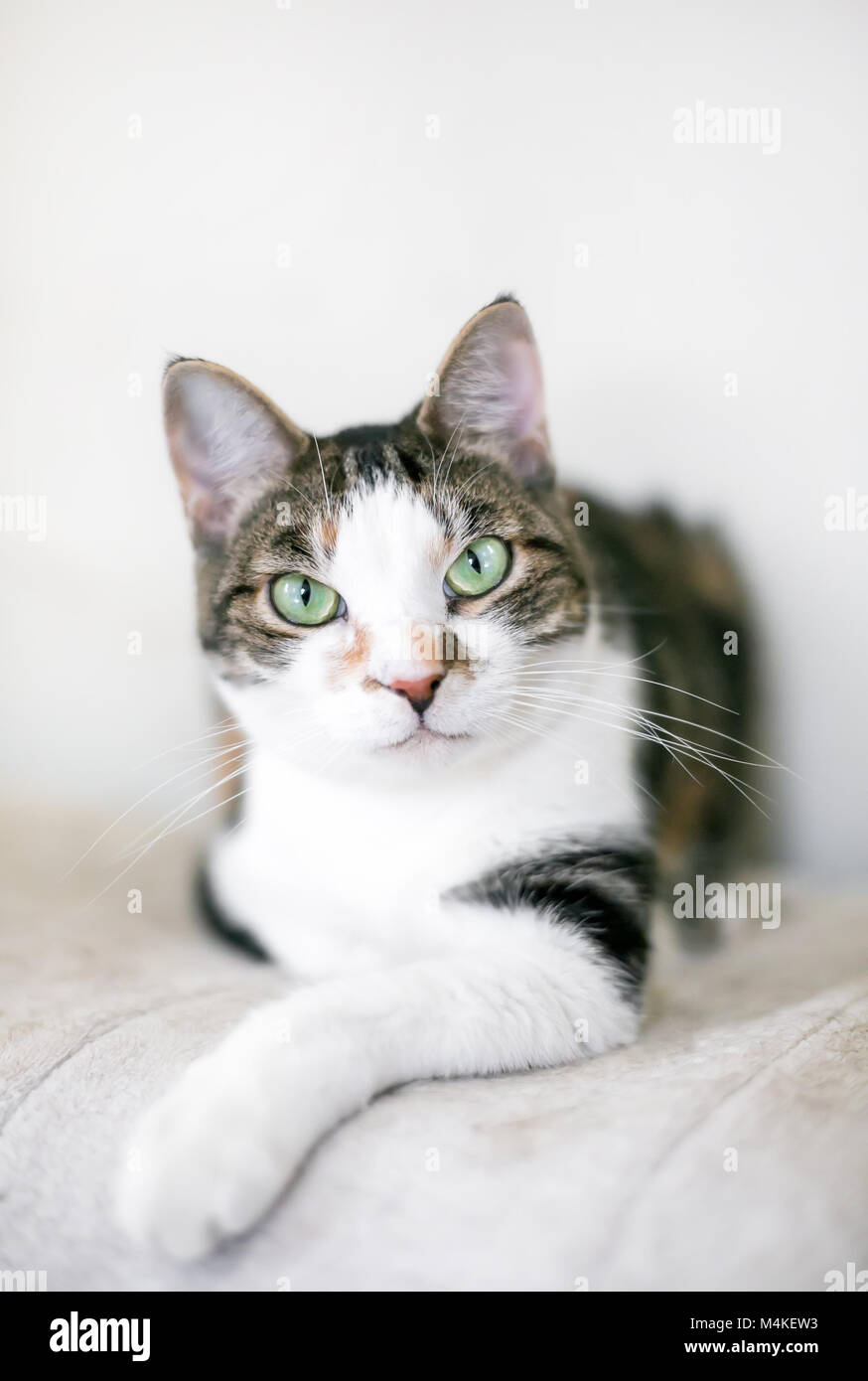 Un marrone e bianco tabby shorthair domestico gatto in una posa rilassata Foto Stock