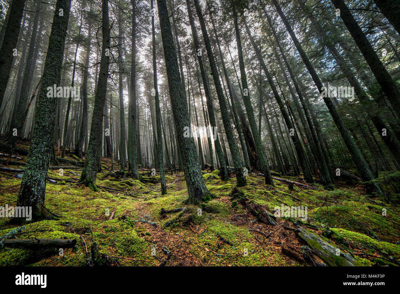 Lago di valanghe- Haunted legno. Foto Stock