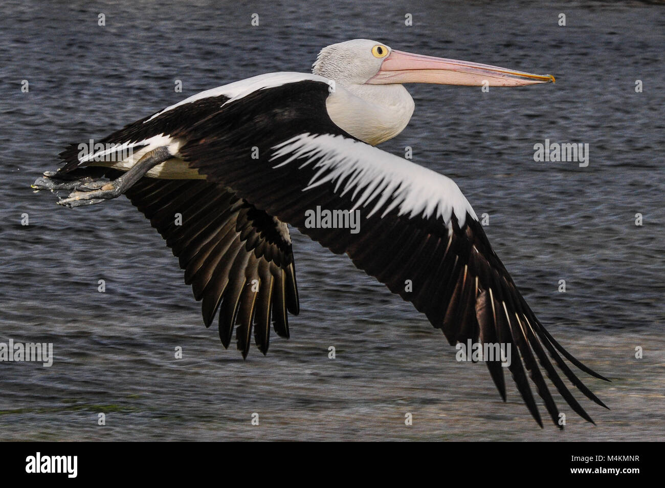 Australian Pelican battenti solo, American River, Kangaroo Island, Sud Australia Foto Stock