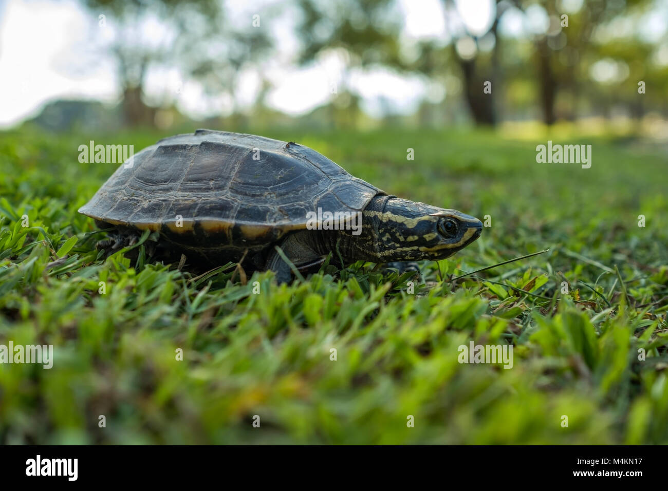 Piccola tartaruga camminando lentamente sul prato verde. Foto Stock