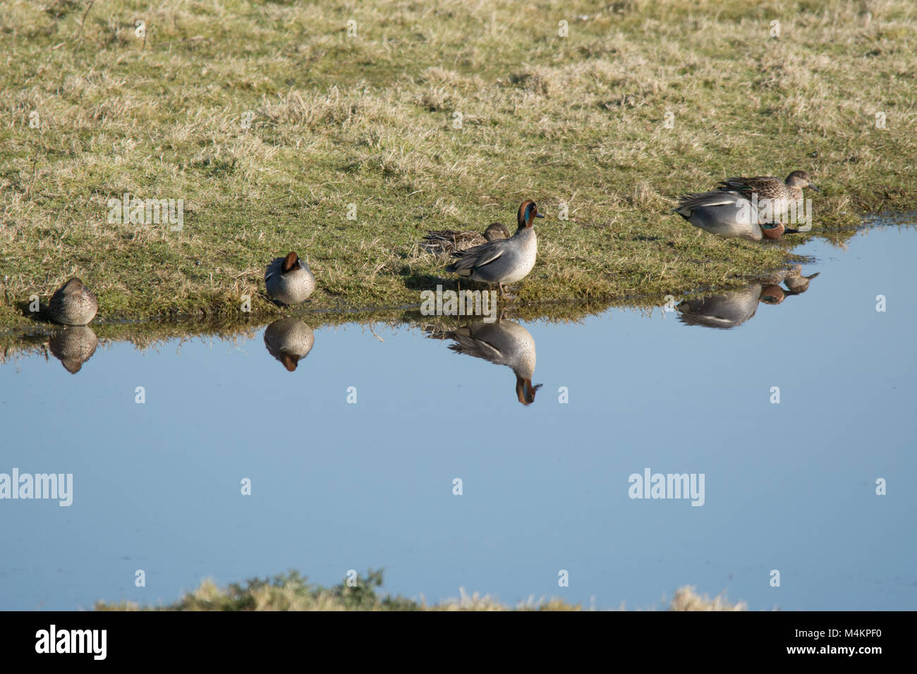 Diversi teal (Anas crecca) sul bordo dell'acqua con riflessi, anatre, uccelli, Regno Unito Foto Stock