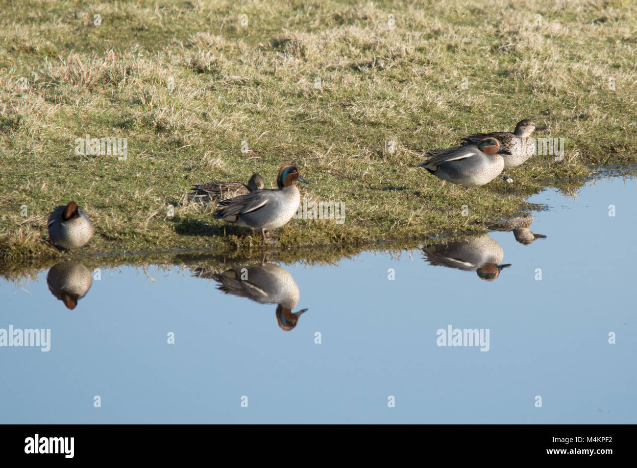 Diversi teal (Anas crecca) sul bordo dell'acqua con riflessi, anatre, uccelli, Regno Unito Foto Stock