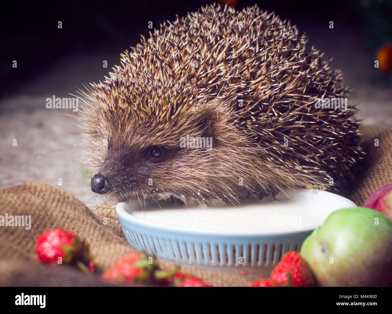 Animali, di filo spinato, bestie, simpatici animali bere latte,riccio, mammifero, la fauna selvatica, natura Foto Stock