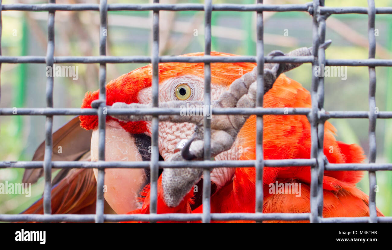 Bloccate gli occhi Foto Stock