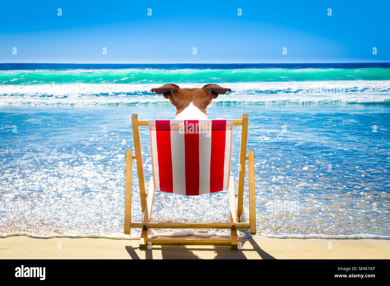 Jack Russell cane di distensione e di riposo su un amaca o sedia spiaggia presso il beach ocean shore, le vacanze estive vacanze, Foto Stock