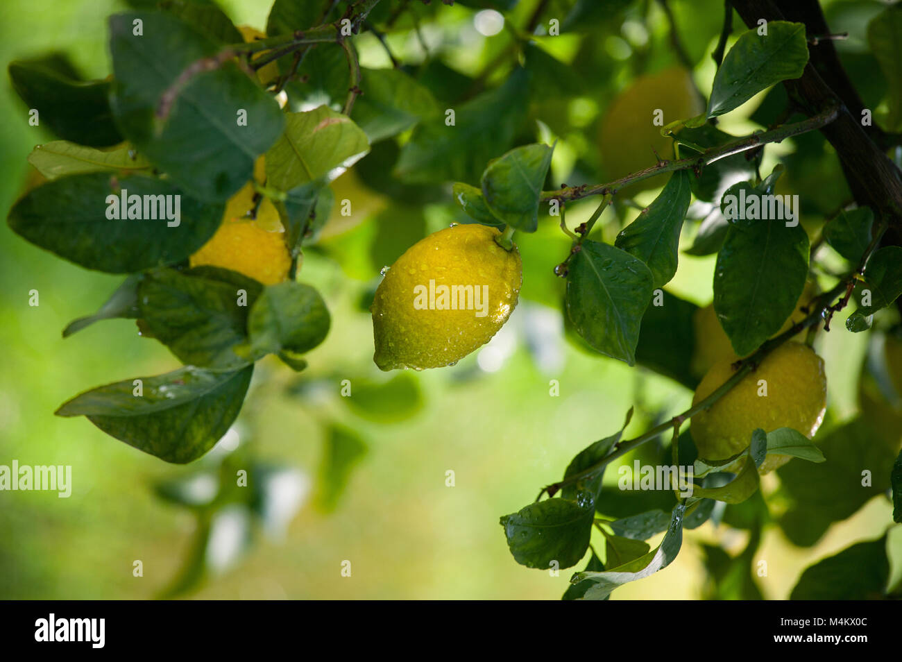 albero di limone con gocce di pioggia in giardino. Abruzzo, Italia, Europa Foto Stock