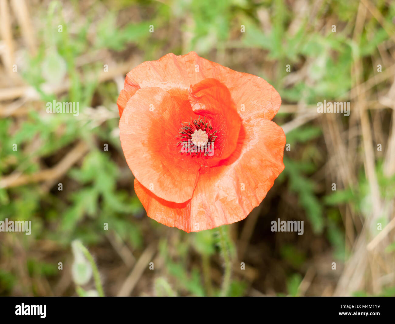 Un papavero rosso da vicino in luce perfetta Foto Stock