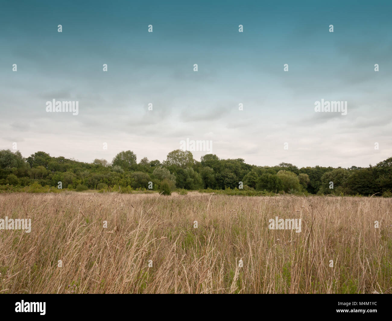 Un campo esterno vuoto con golden erba e cielo Foto Stock