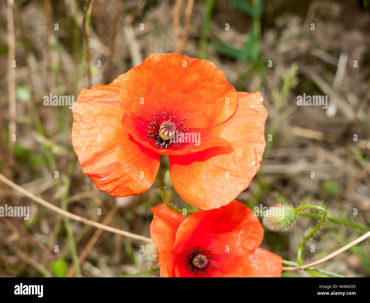 Un papavero rosso da vicino in luce perfetta Foto Stock