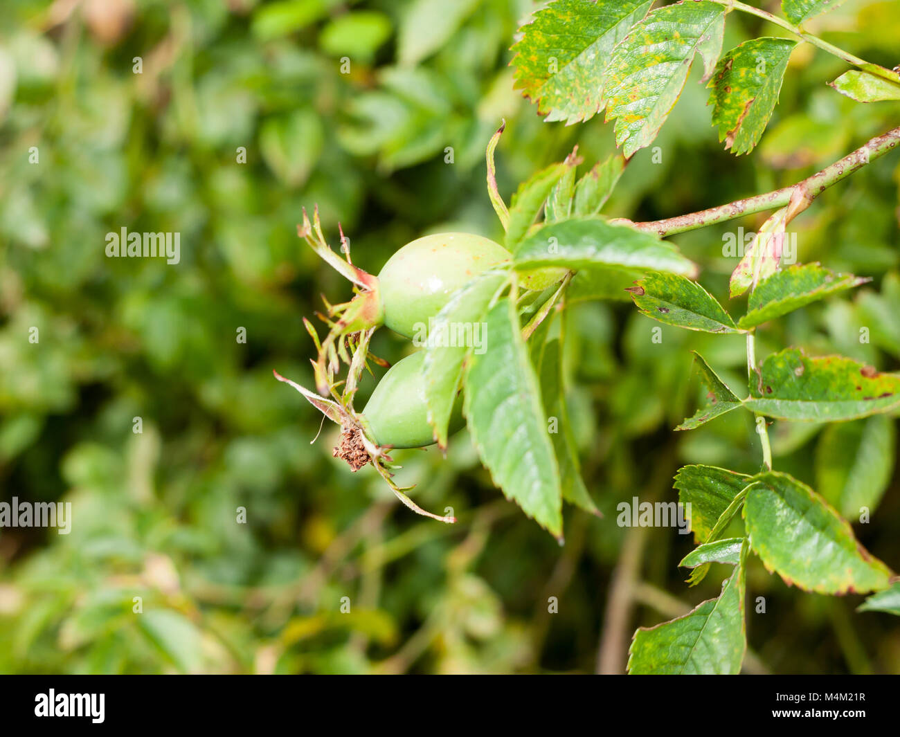 Due verde crescente di rosa mosqueta gemme su albero Foto Stock