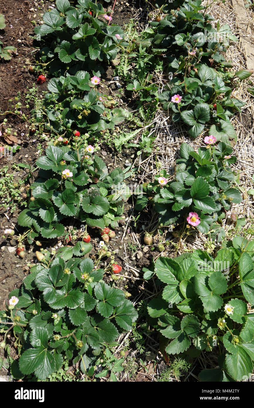 Fragaria x ananassa rosso rubino, rosso-fioritura di fragola Foto Stock