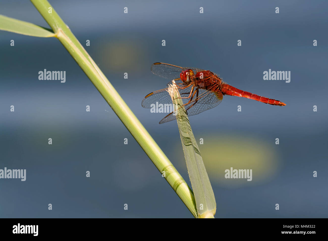 Libellula scarlatta Foto Stock