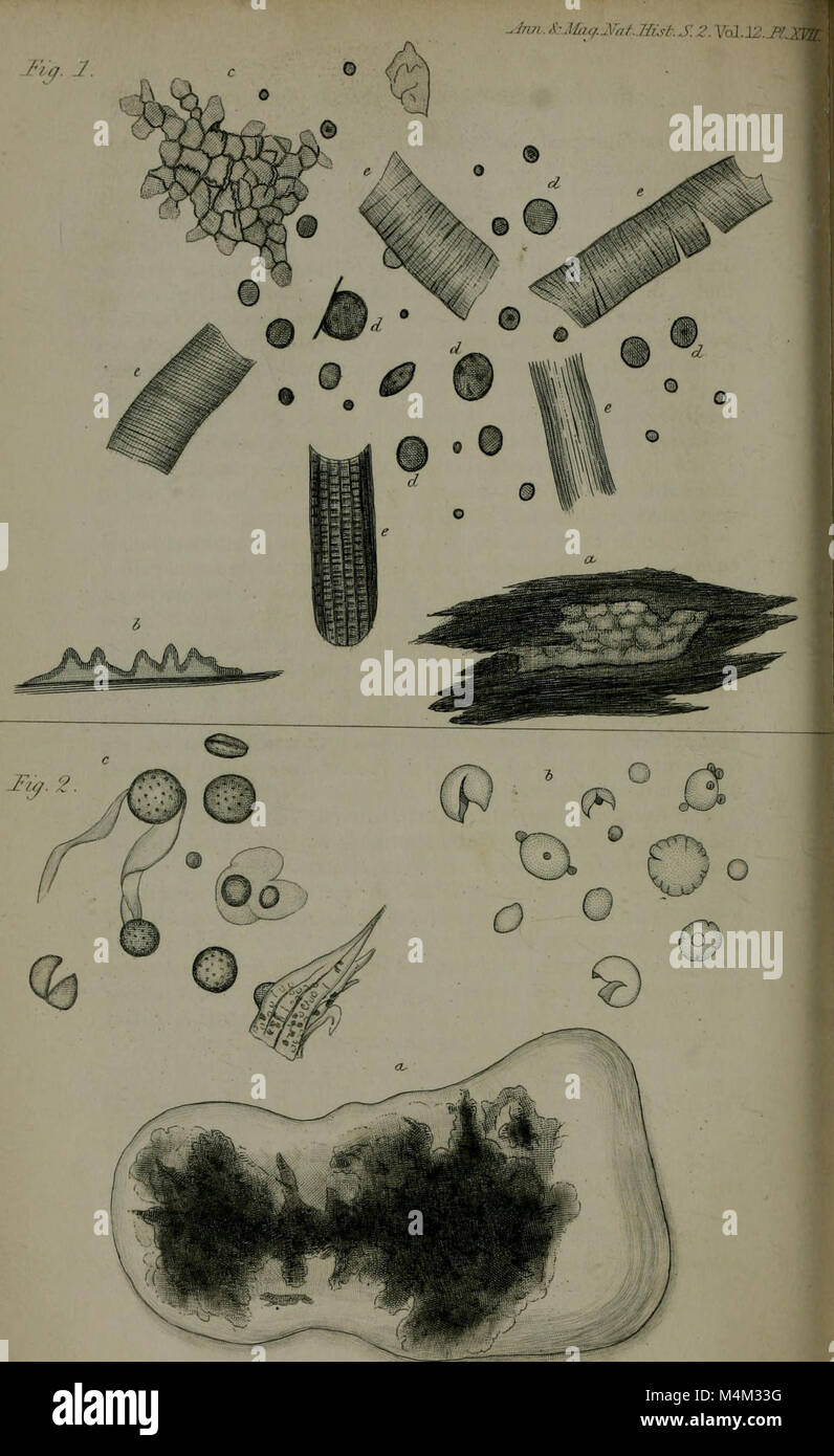 Annali e la rivista di storia naturale - tra cui la zoologia, botanica e geologia (1853) (18223770020) Foto Stock