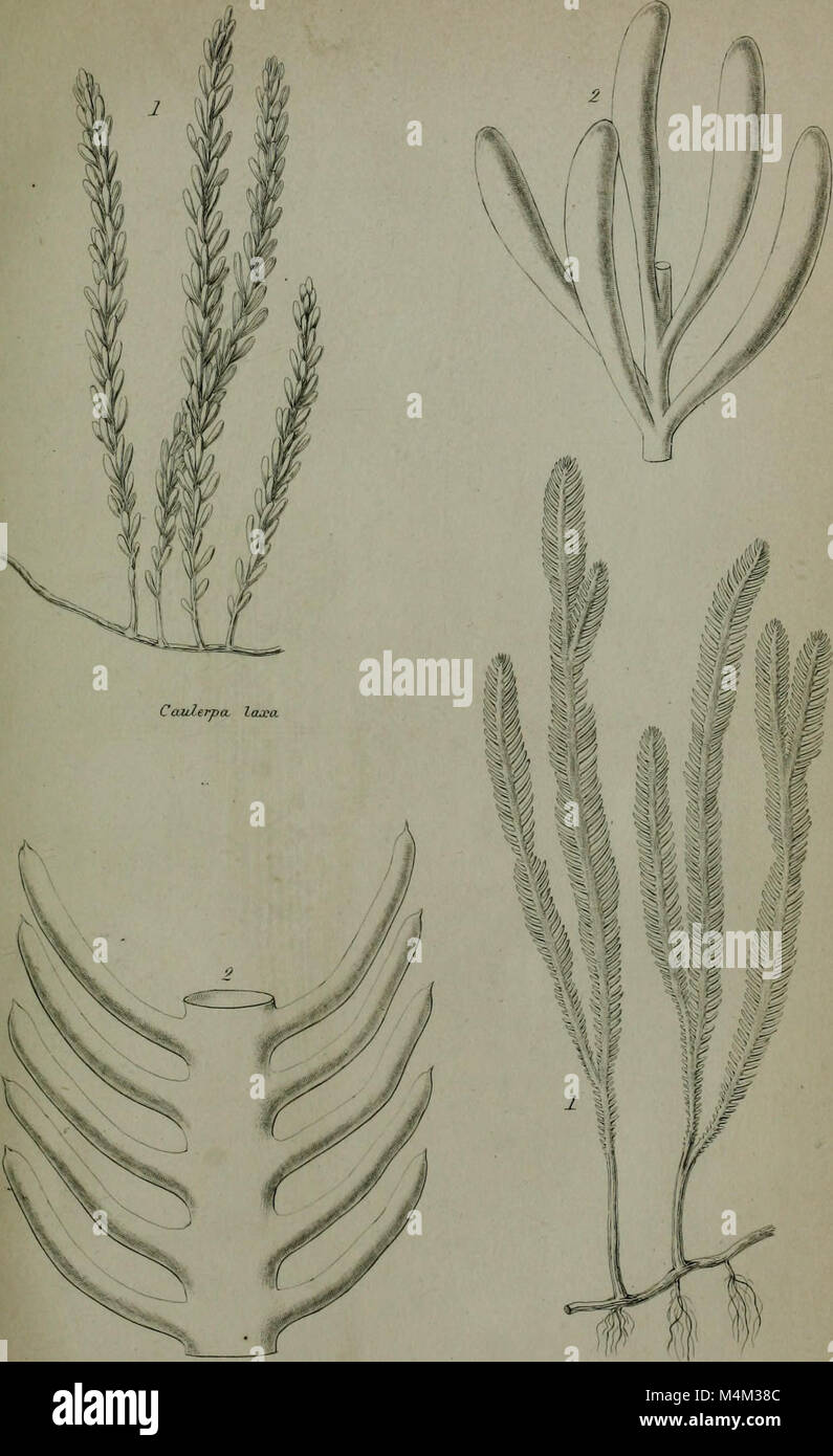 Annali e la rivista di storia naturale - tra cui la zoologia, botanica e geologia (1853) (18407261812) Foto Stock