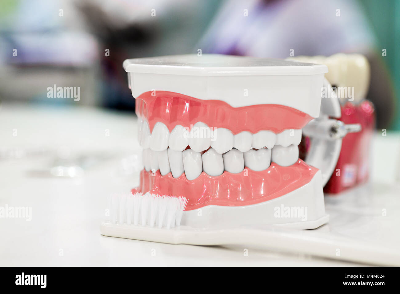 Ganascia artificiale con denti bianchi e uno spazzolino da denti in clinica dentale presentante cure dentarie in odontostomatologia Foto Stock