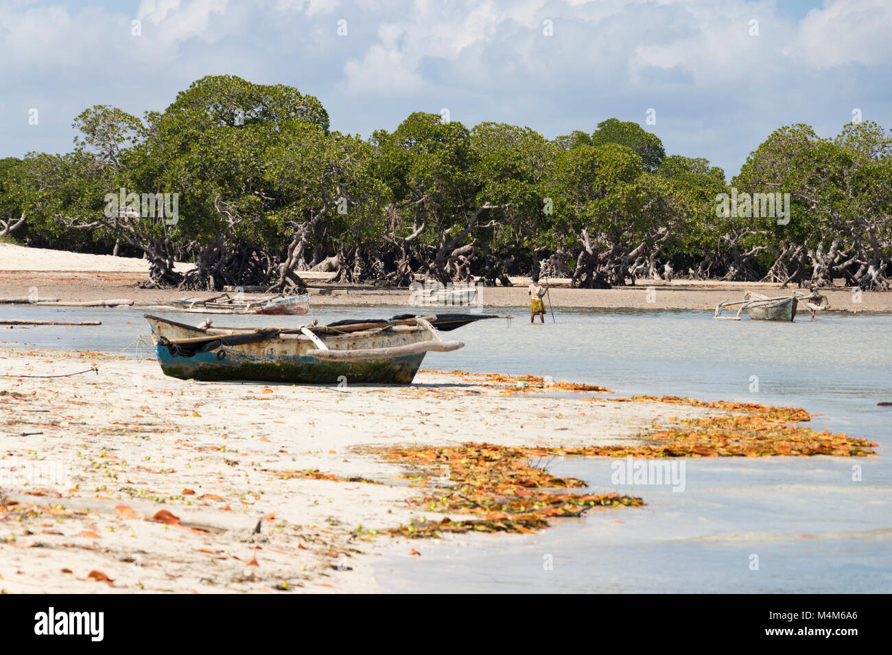 Le mangrovie delle zone umide costiere Mozambico Foto Stock
