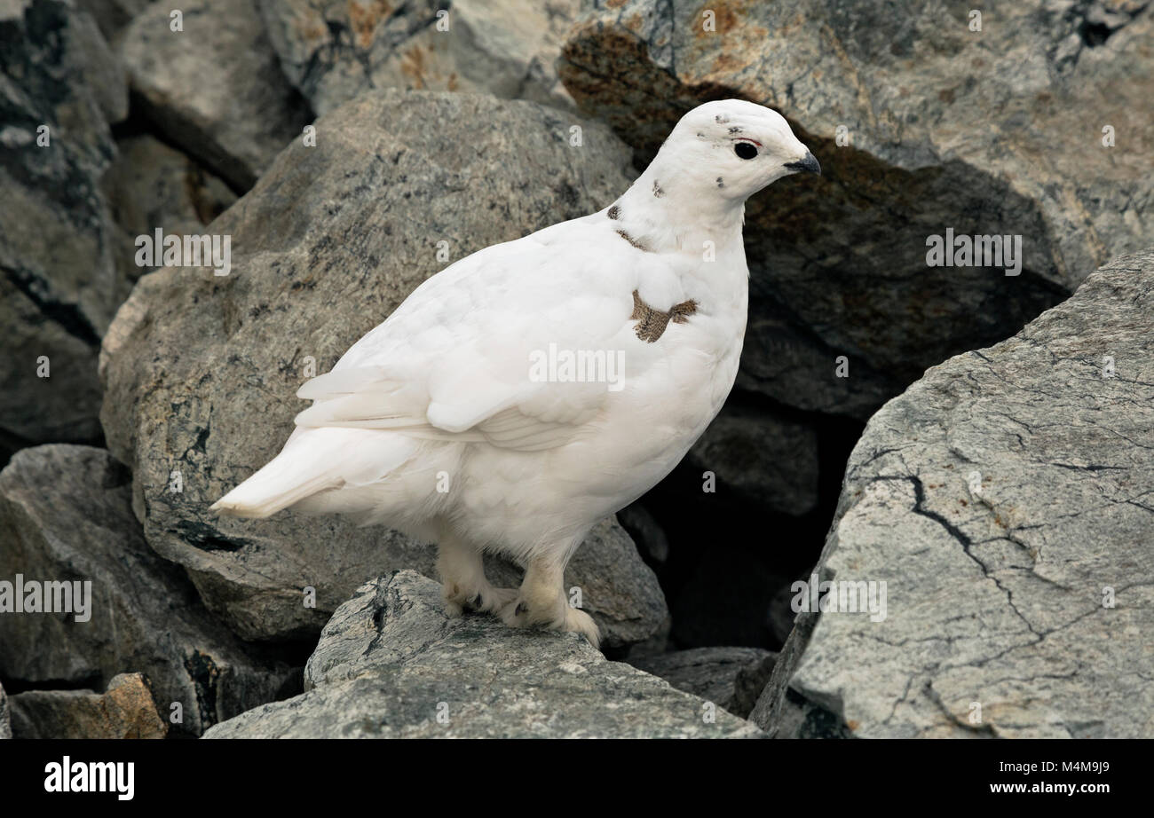 WA13469-00...WASHINGTON - White-tailed pernice bianca, quasi in inverno piumaggio, sul braccio Sahale nel North Cascades. Foto Stock