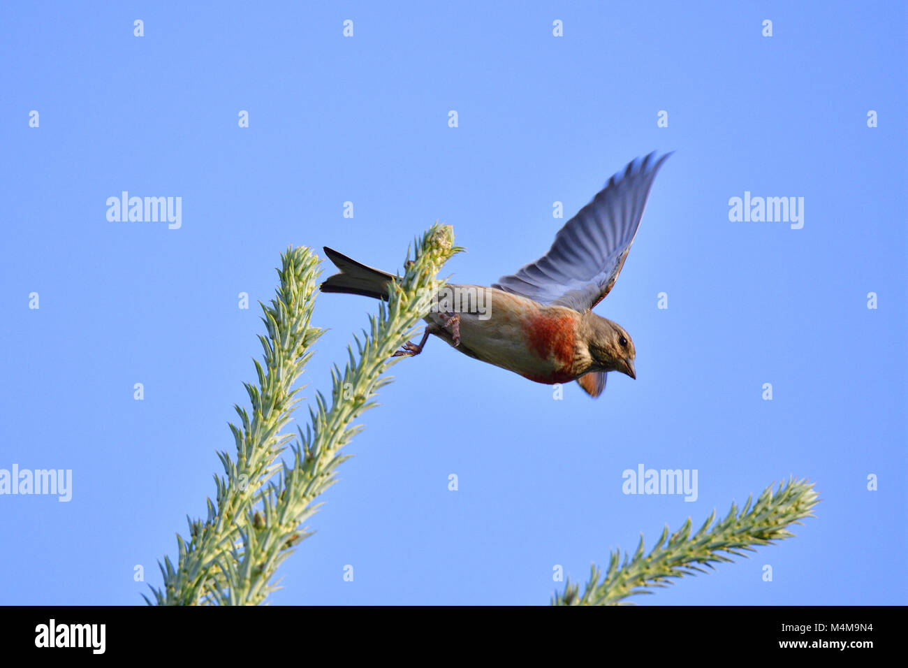 Fanello comune Foto Stock
