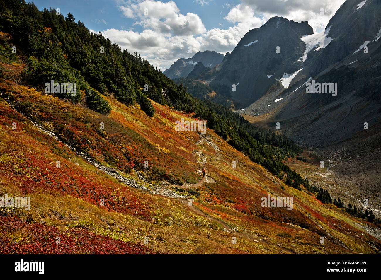 WA13484-00...WASHINGTON - Autunno a colori lungo il braccio Sahale trail nel Parco Nazionale delle Cascate del Nord. Foto Stock