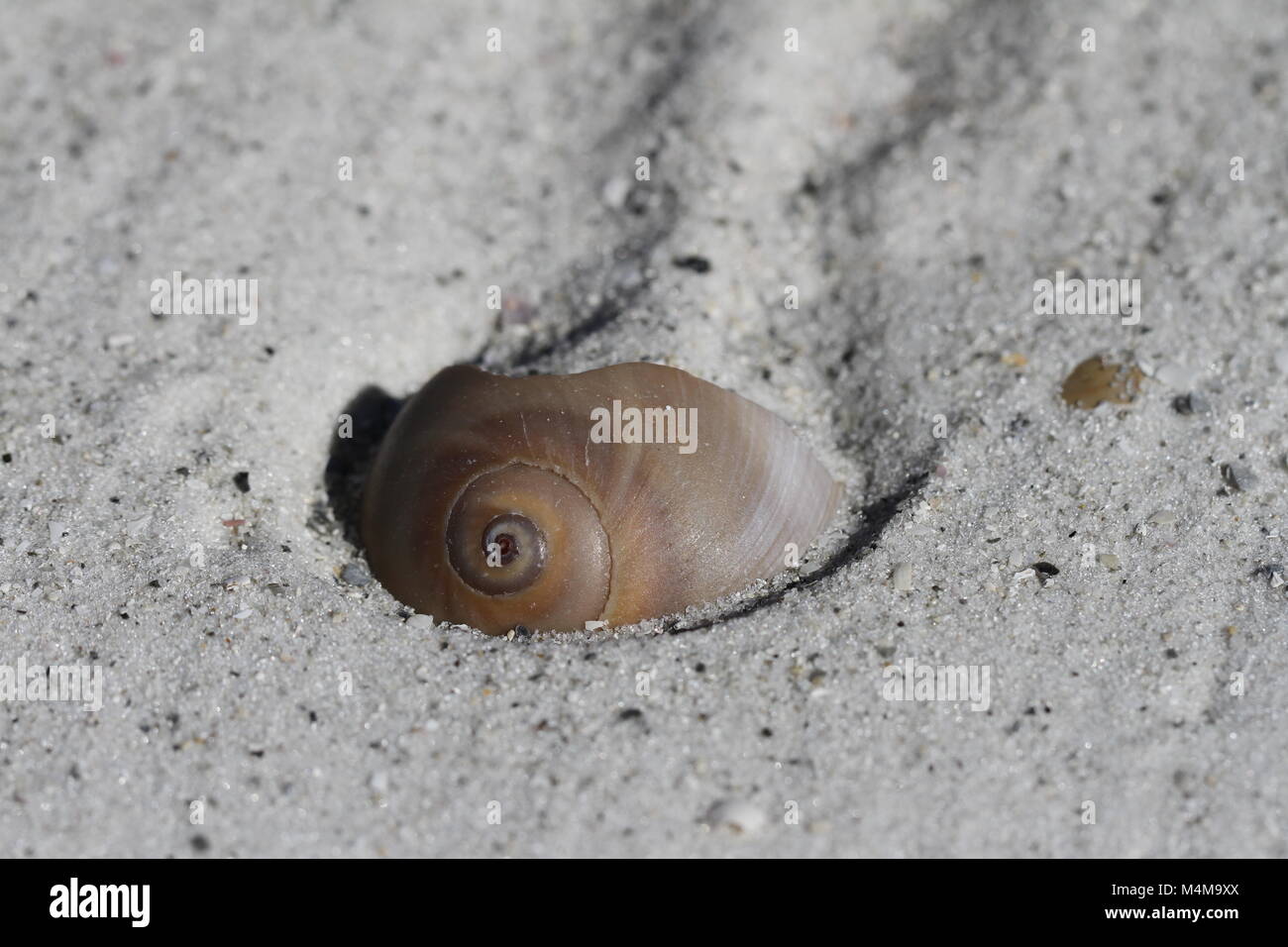 Close-up di un occhio di squalo seashell, Neverita duplicata, trovati parzialmente ricoperto di sabbia, vicino Napoli Florida Foto Stock