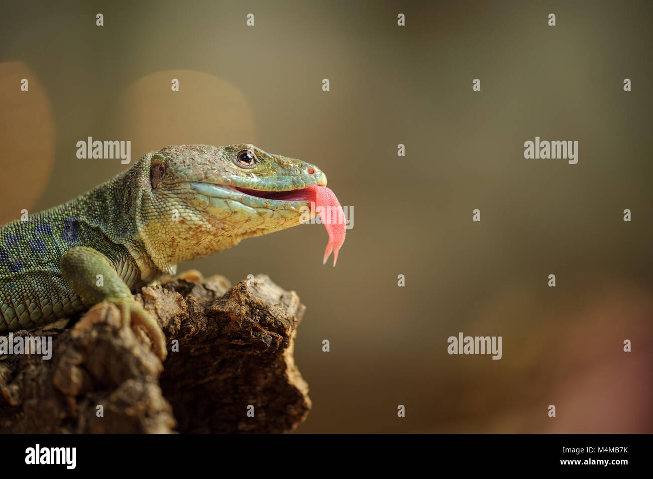 Ocellated lizard con linguetta Foto Stock
