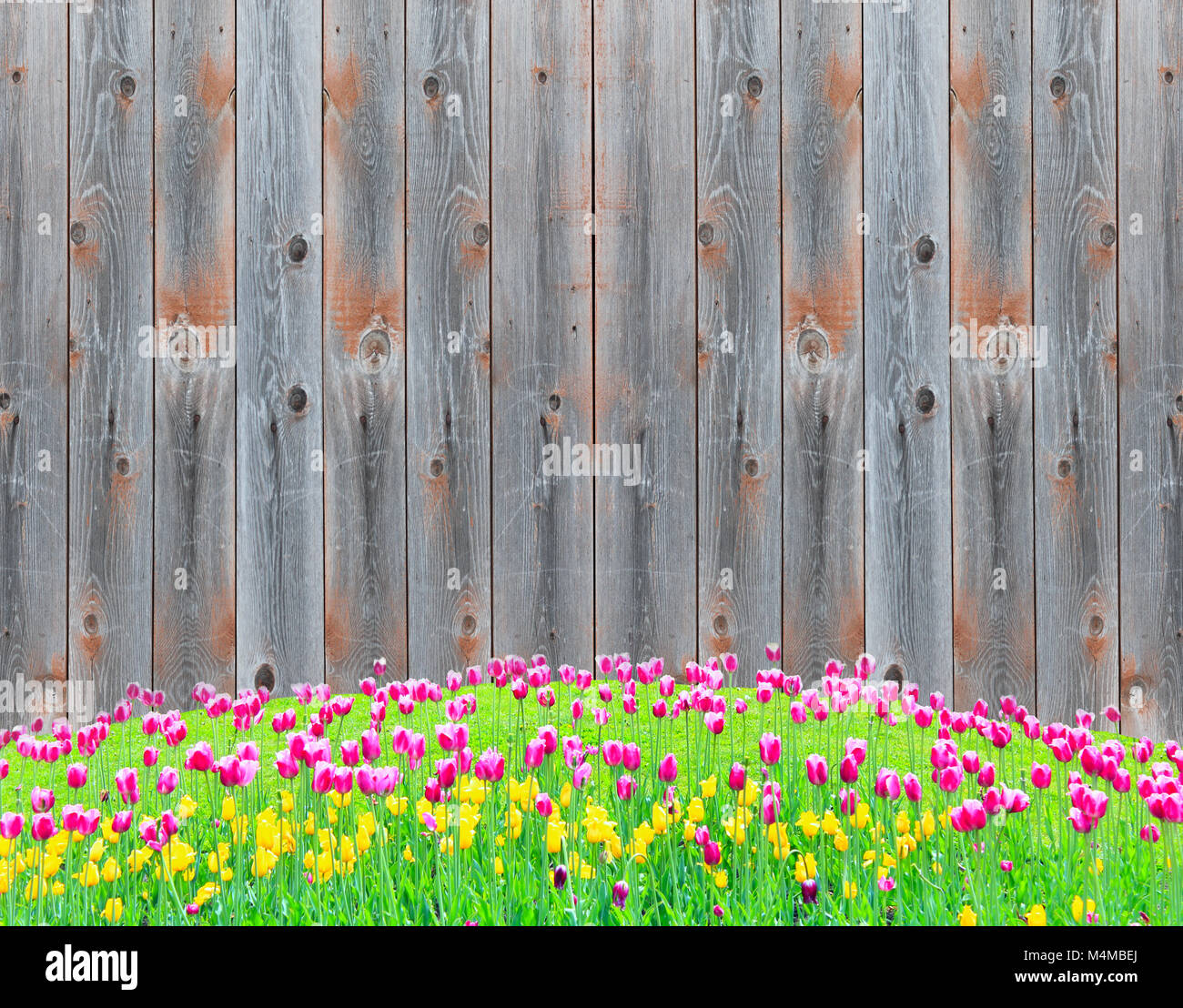 I tulipani in lilla e giallo sul fiore-letto vicino alla recinzione Foto Stock