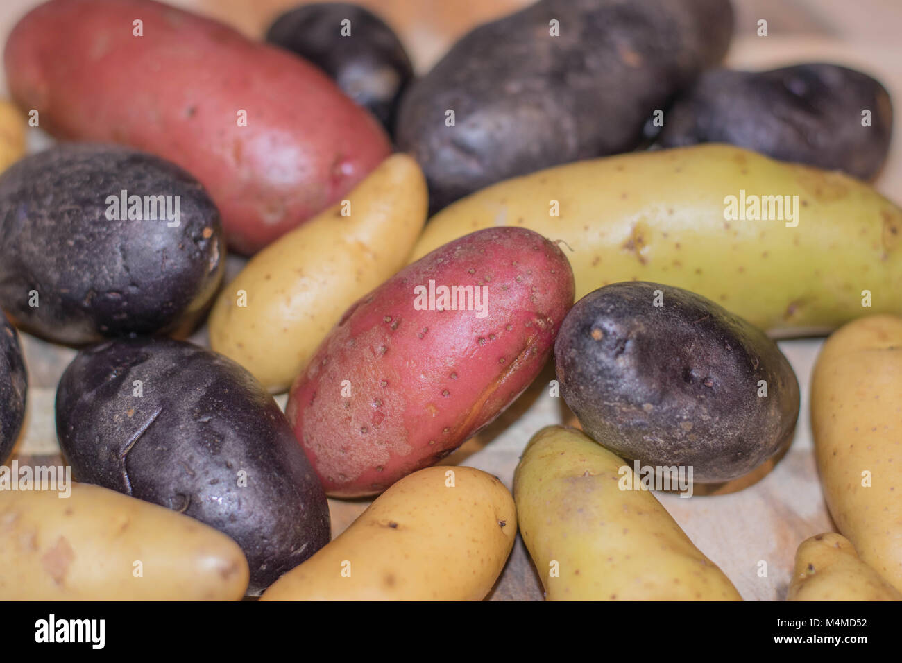 Viola, giallo e patate rosse, close-up e isolato Foto Stock
