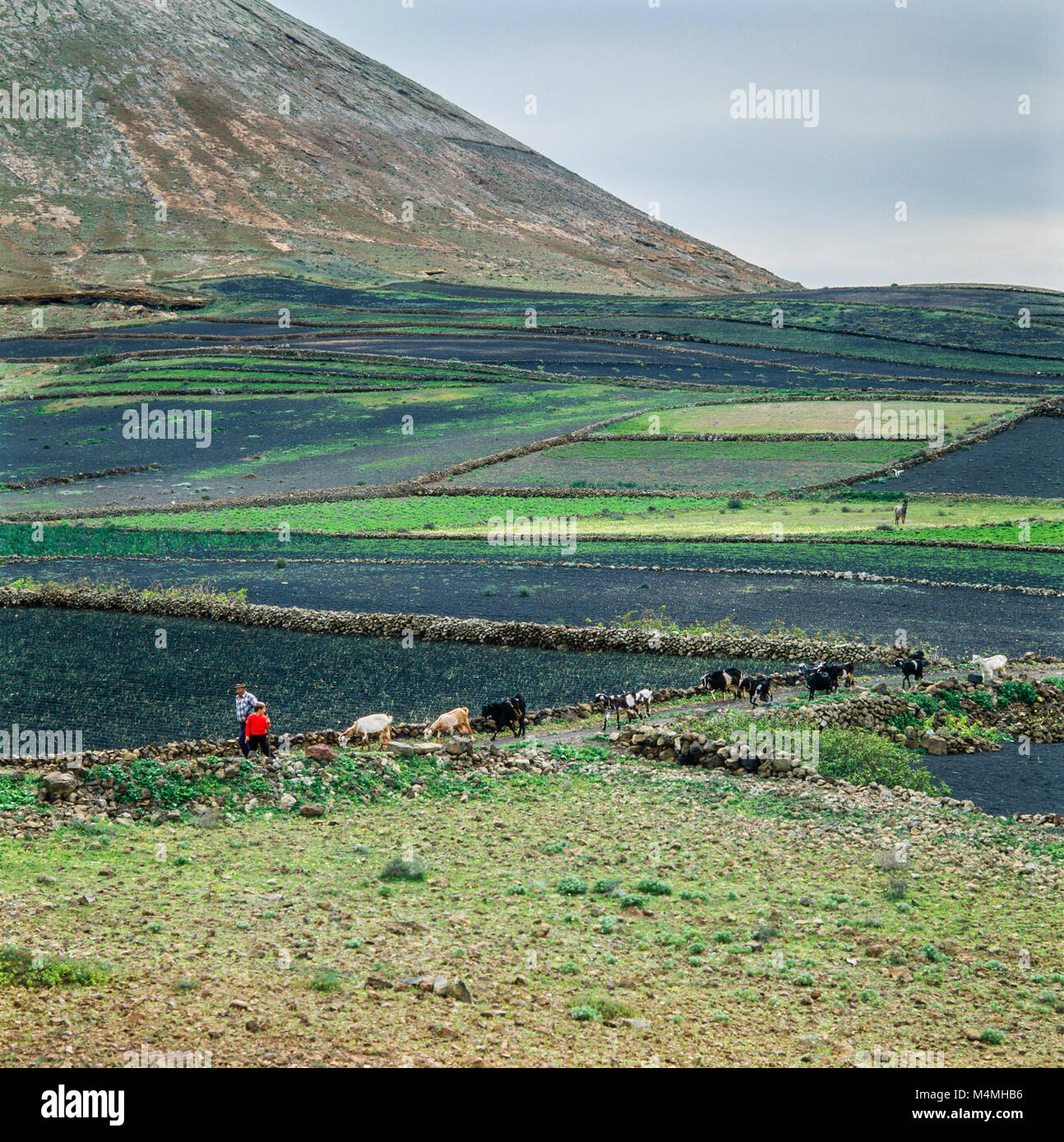 Capraia e giovane ragazzo, pastorizia un gregge di capre a Lanzarote, Isole Canarie, Spagna, archiviazione fotografia scattata Gennaio 1988 Foto Stock