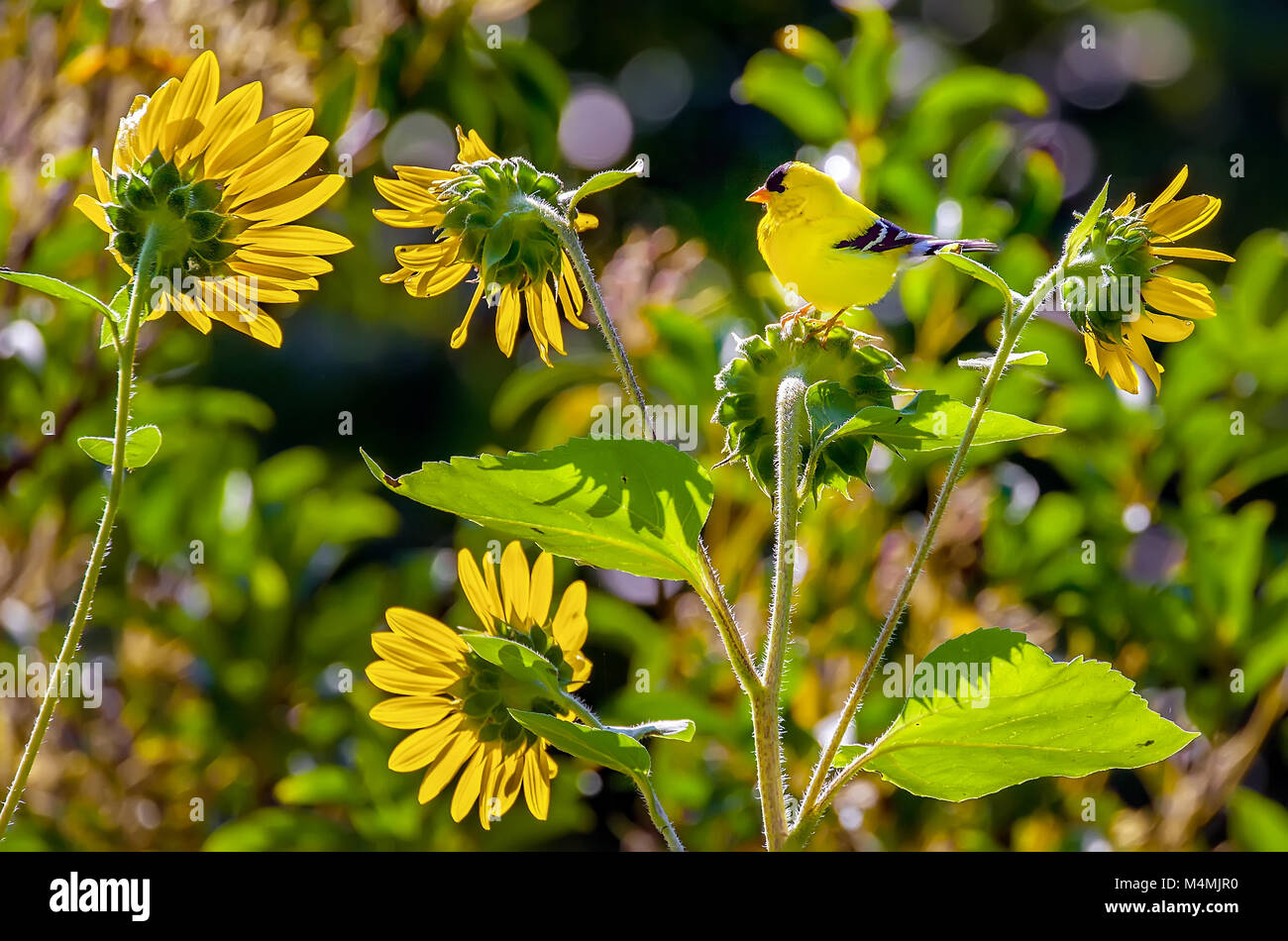 Un maschio di American cardellino, Spinus tristis, posatoi sulla testa di un girasole, Helianthus, uno dei suoi cibi preferiti. Stati Uniti d'America. Foto Stock