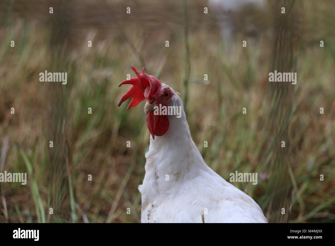 Pollo feroce Foto Stock