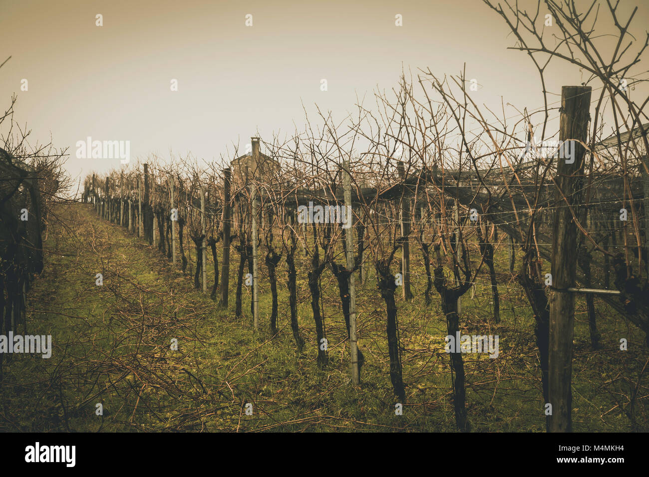 Valli e colline di vigneti attorno alla città italiana di Valdobbiadene, famosa per la produzione del Prosecco spumante. Inverno nuvole basse e Foto Stock