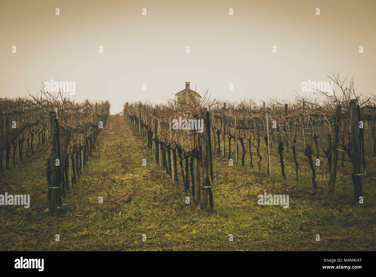 Valli e colline di vigneti attorno alla città italiana di Valdobbiadene, famosa per la produzione del Prosecco spumante. Inverno nuvole basse e Foto Stock