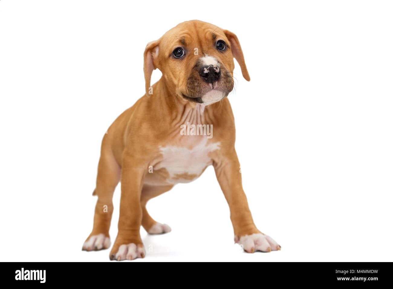 Piccolo cucciolo arancione Staffordshire Terrier, isolato su sfondo bianco Foto Stock