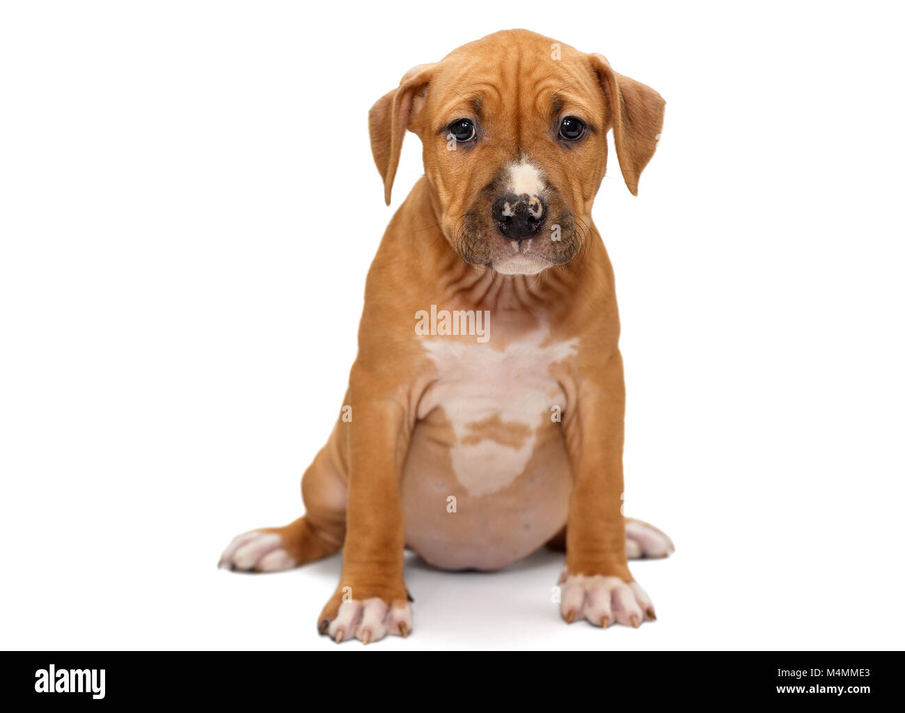 Piccolo cucciolo arancione Staffordshire Terrier, isolato su sfondo bianco Foto Stock