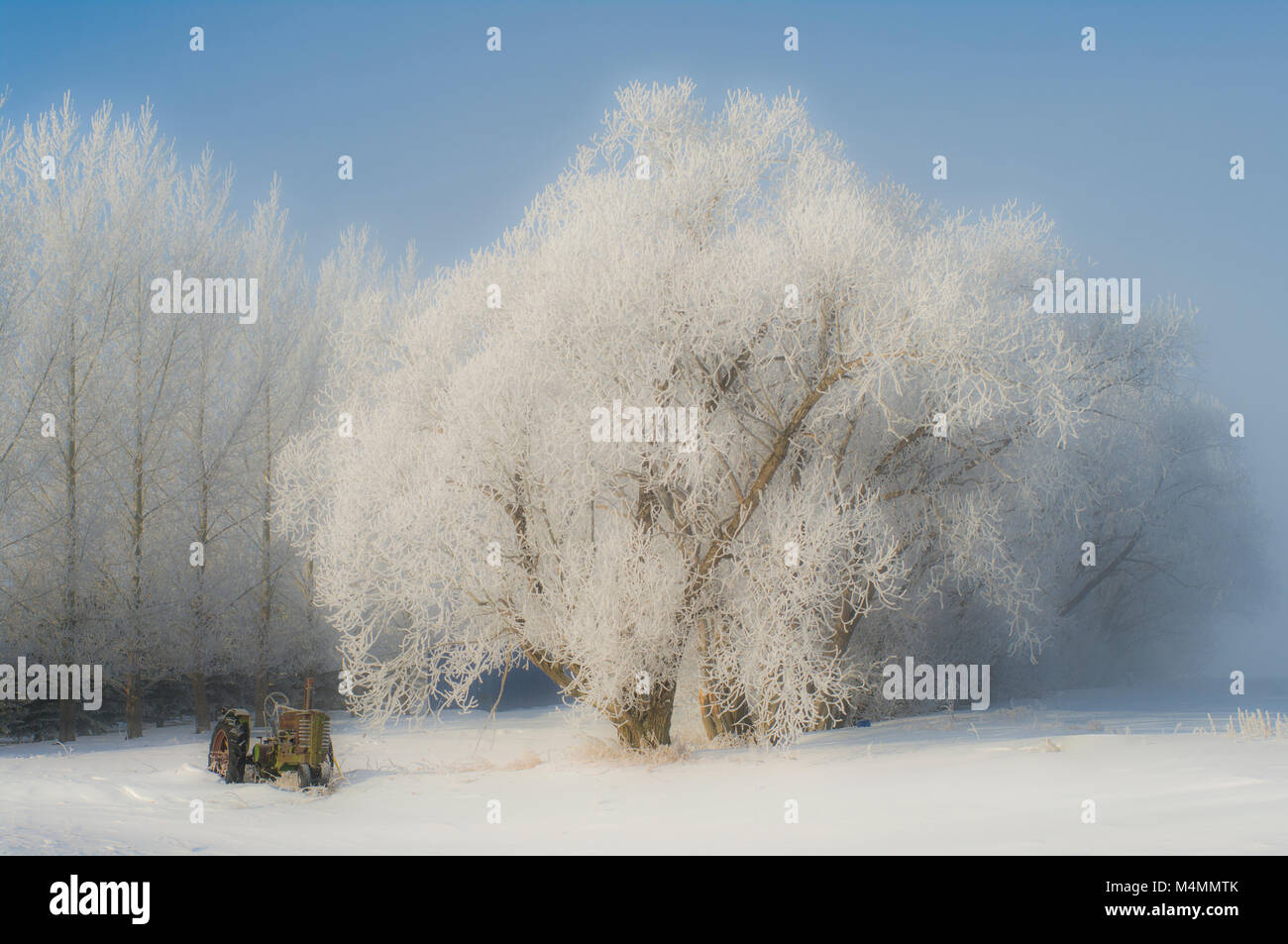 Newell County, Alberta, Canada. Spessore brina su alberi antichi e il trattore su Prairie inverno mattina. Foto Stock