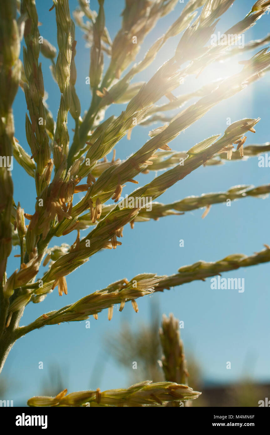 Primo piano della retroilluminazione pianta di mais infiorescenza staminifera contro il cielo blu con sun flare su un giorno di estate, orientamento verticale Foto Stock