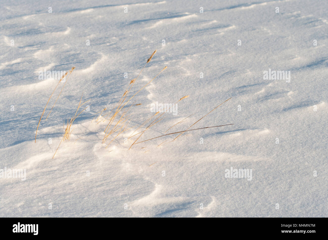 Lame di erba della prateria prenderci fino attraverso un cumulo di neve Foto Stock