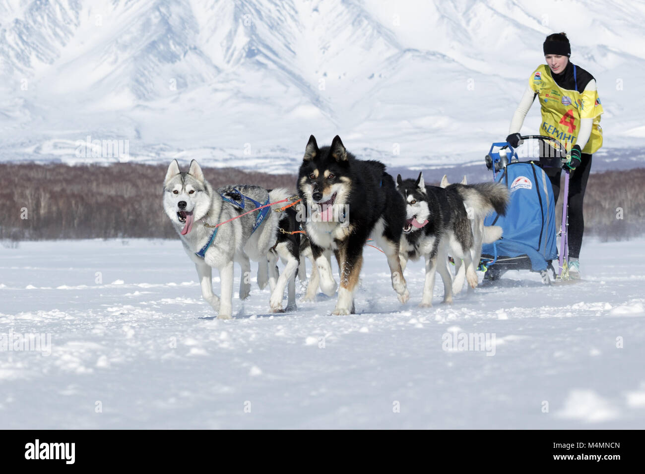 Esecuzione di Sled Dog team Kamchatka musher Chiruhina Yulya. La Kamchatka Sled Dog Racing Beringia, Russo tazza di Sled Dog Racing (neve discipline) Foto Stock