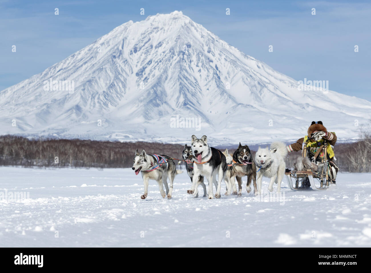 Sled Dog team Kamchatka musher racing su sfondo di maestose montagne. Coppa del russo di Sled Dog Race, penisola di Kamchatka Sled Dog Race Beringia Foto Stock