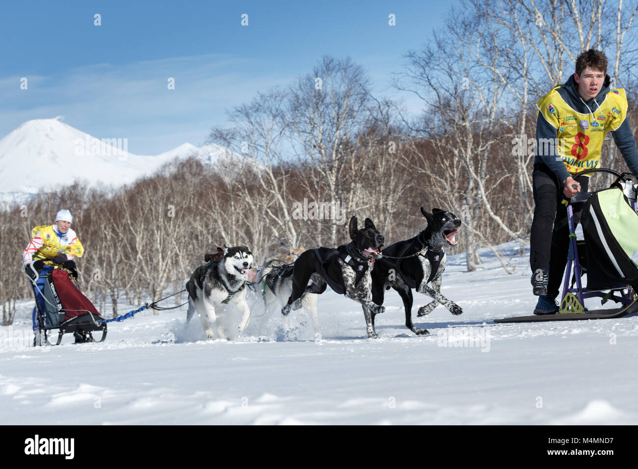 Estremo Oriente Russo: esecuzione di squadre di cani da slitta Kamchatka mushers. La Kamchatka Sled Dog Race Beringia, Russo tazza di Sled Dog Racing (neve discipline). Foto Stock