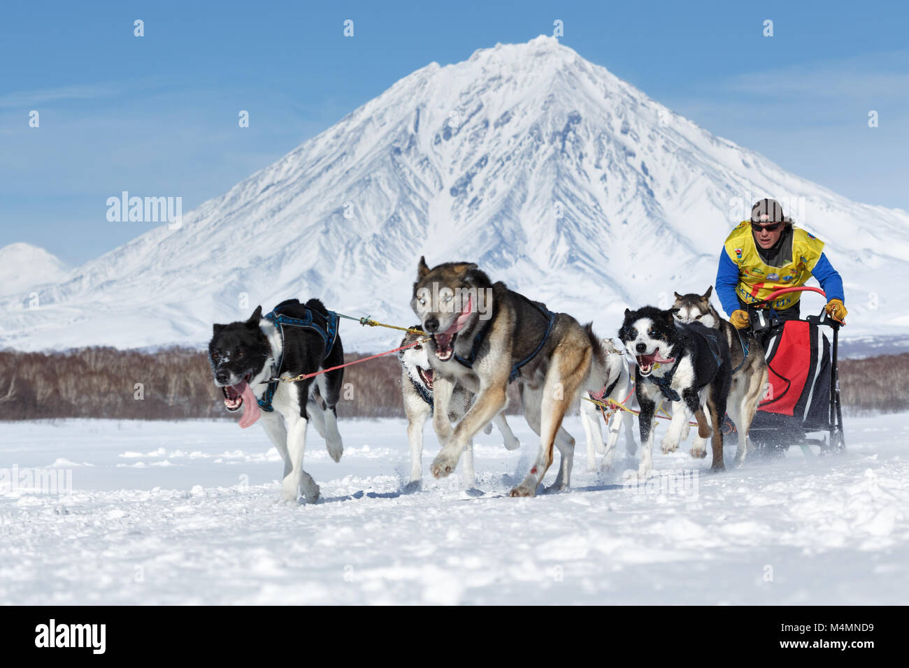 Esecuzione di Sled Dog team Kamchatka musher Semashkin Andrey sullo sfondo del popolare Koryak Vulcano. La Kamchatka Sled Dog Race Beringia, Russo Cup Sled Dog Racing Foto Stock