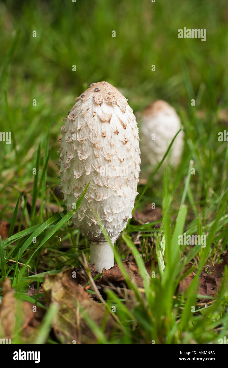 Primo piano della Shaggy copertura di inchiostro Toadstool in erba verde, orientamento verticale Foto Stock