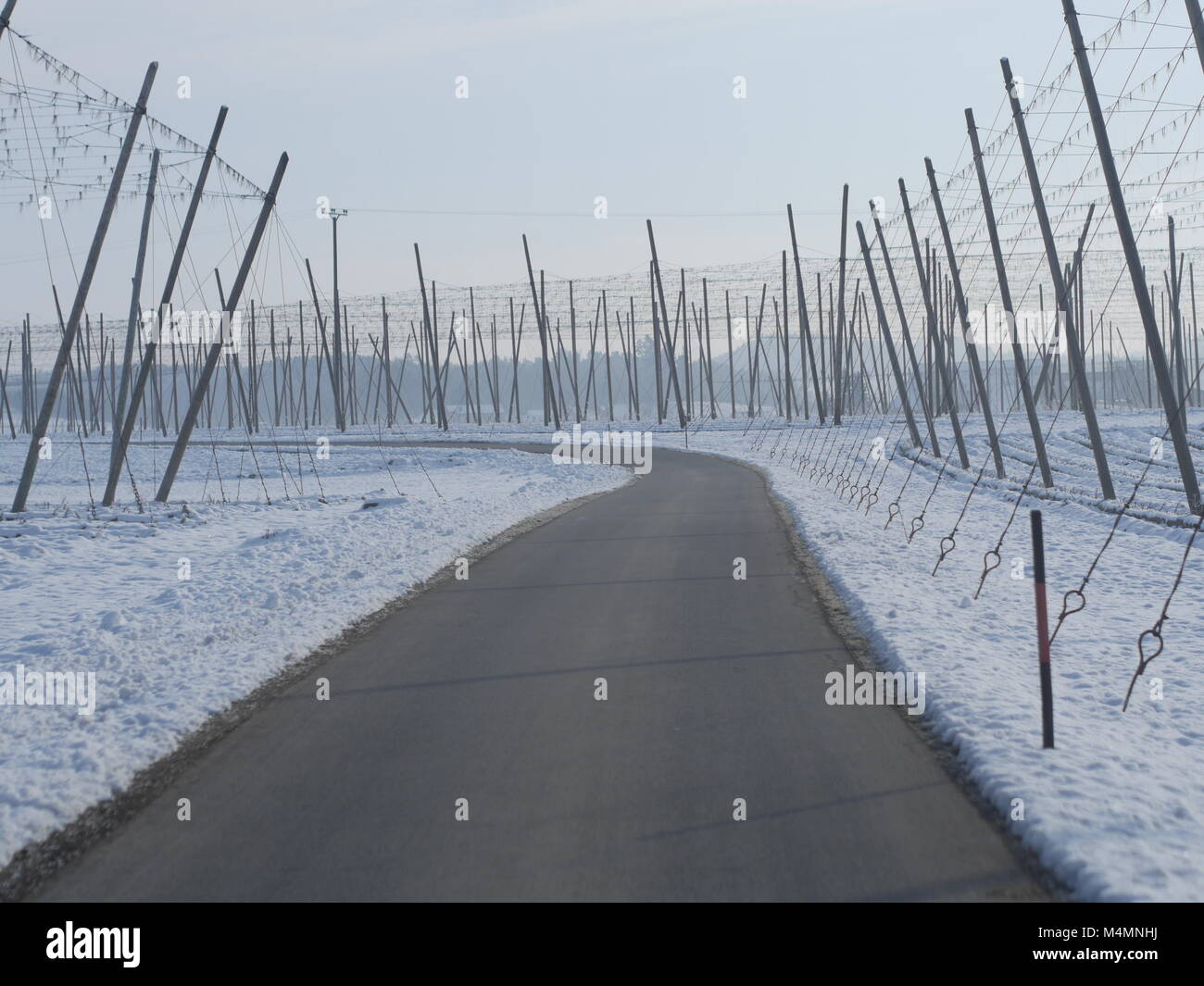 I campi di luppolo per la birra in inverno Foto Stock