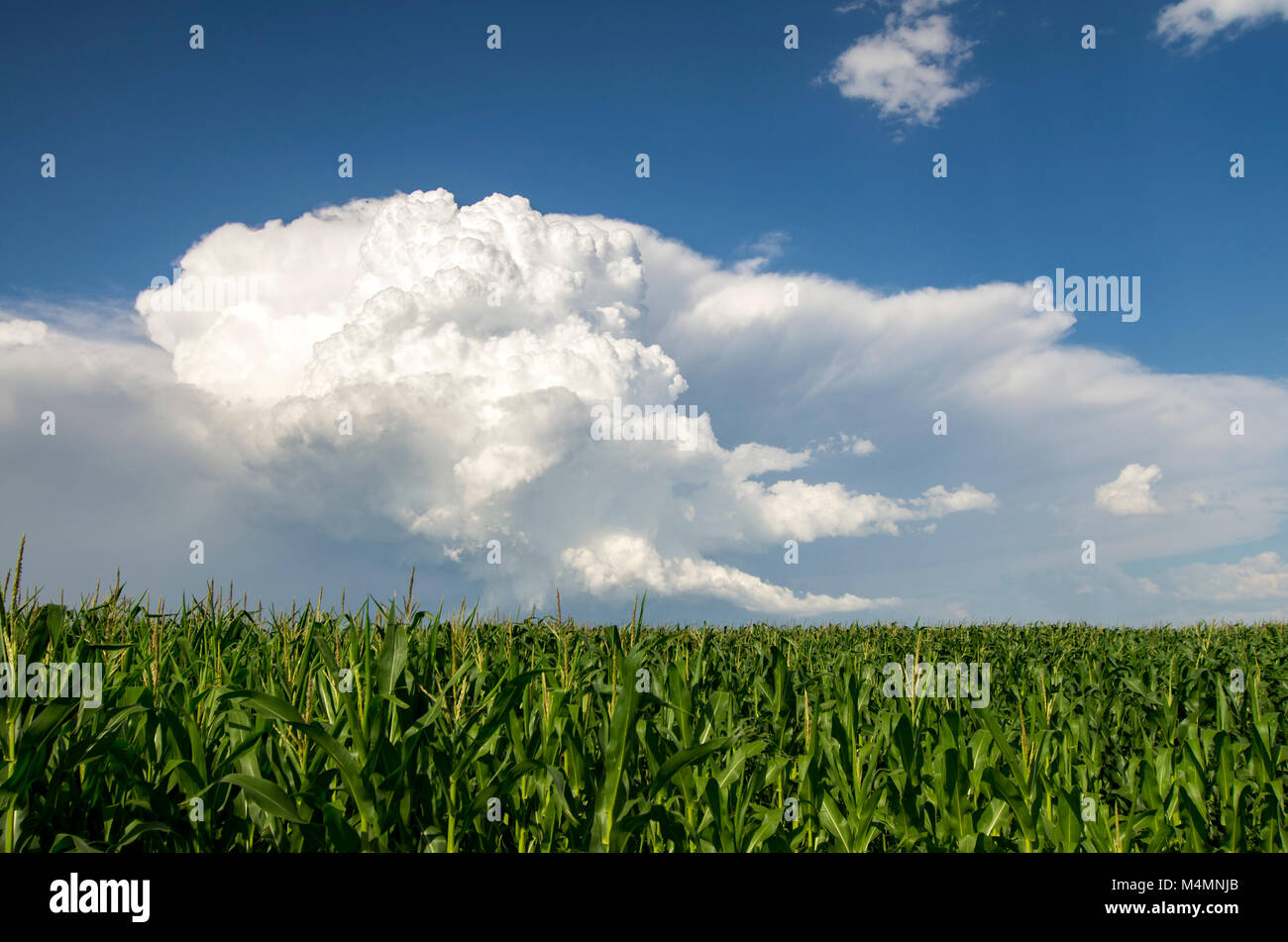 Alberta, Canada. Campo di mais sulle praterie con grave tempesta in distanza. Foto Stock