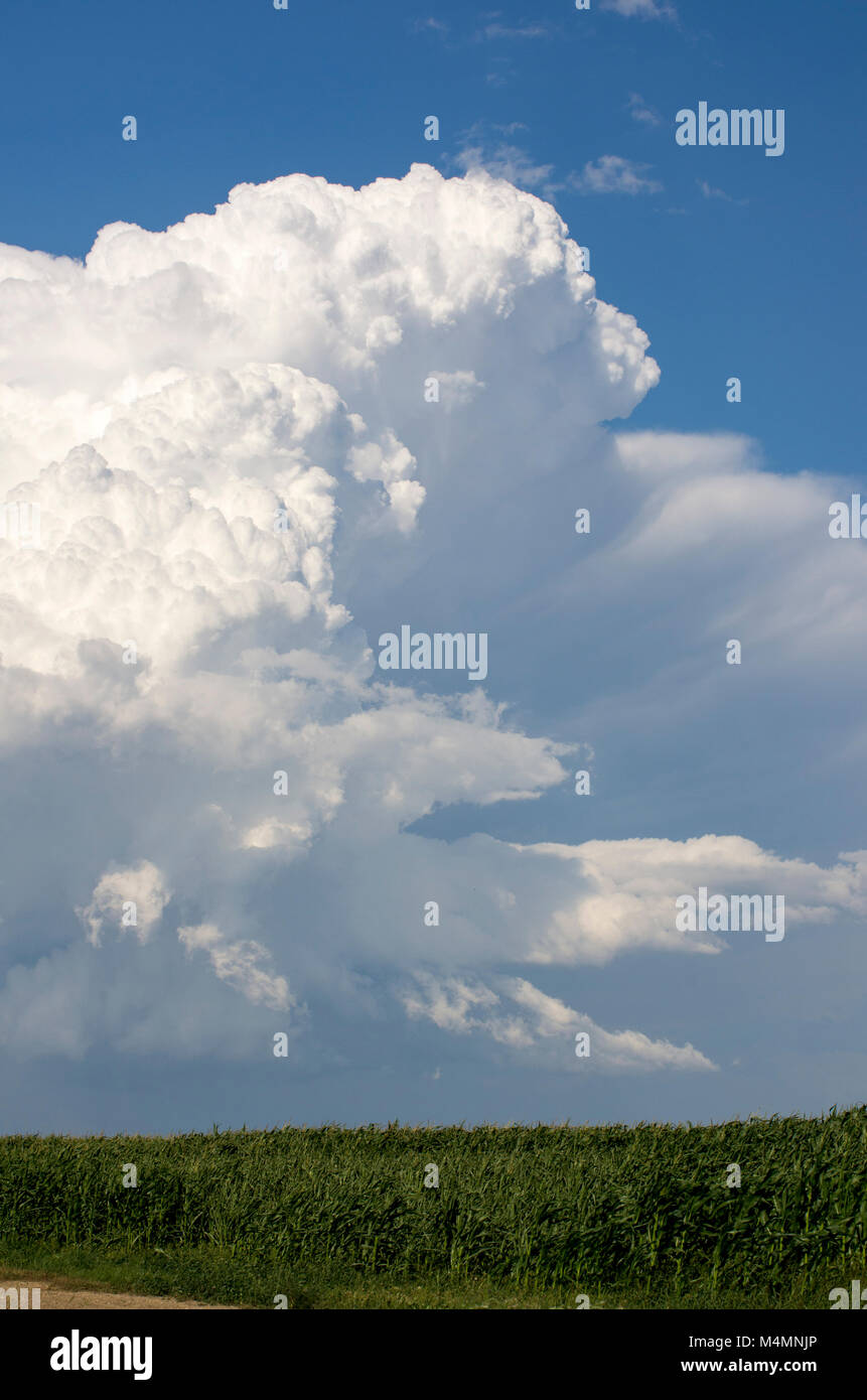 Alberta, Canada. Campo di mais sulle praterie con grave tempesta in distanza, orientamento verticale. Foto Stock