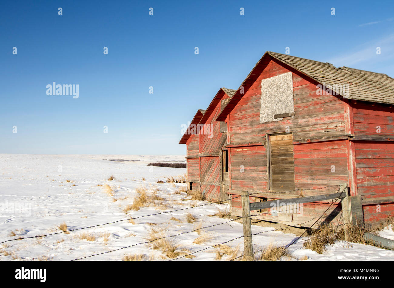 La Contea di Wheatland, Alberta, Canada. Tre vecchi granai di rosso su una coperta di neve Prairie paesaggio invernale nelle colline di svernamento a sud di Drumheller. Foto Stock